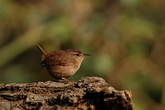David Plant Photography - Wildlife Photographer - Wren on log - A